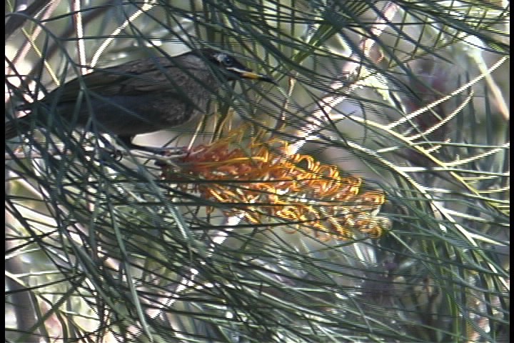 Honeyeater, Bridled 1