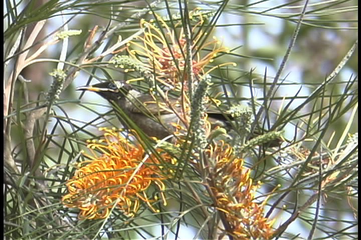 Honeyeater, Bridled 2