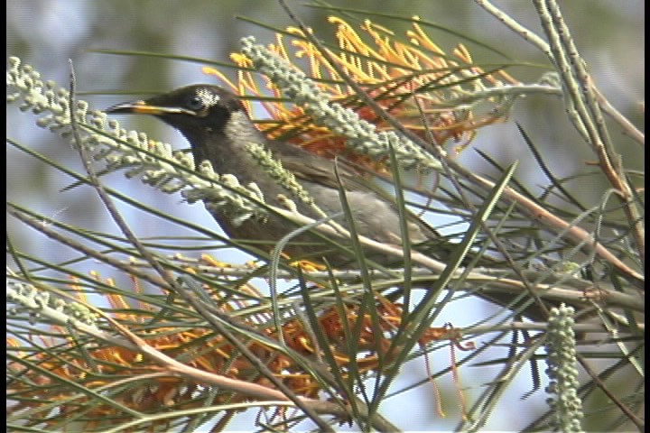 Honeyeater, Bridled 3