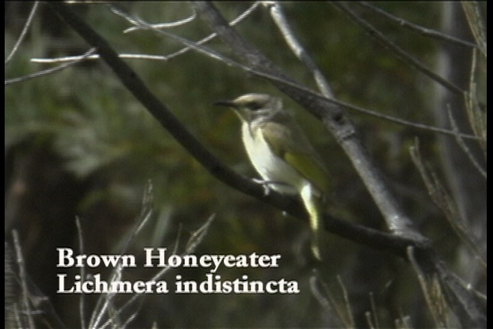 Honeyeater, Brown 1