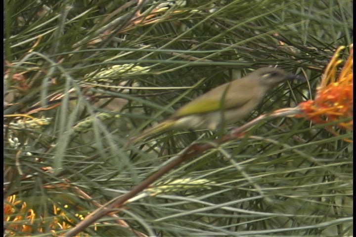 Honeyeater, Brown 1