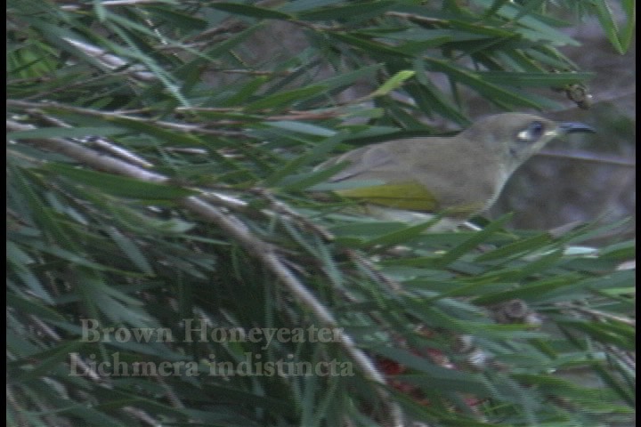 Honeyeater, Brown 1