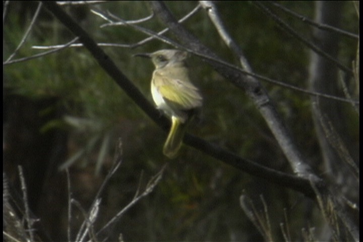 Honeyeater, Brown 2