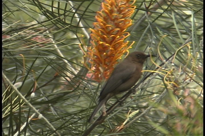 Honeyeater, Dusky 1