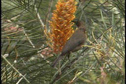 Honeyeater, Dusky 2