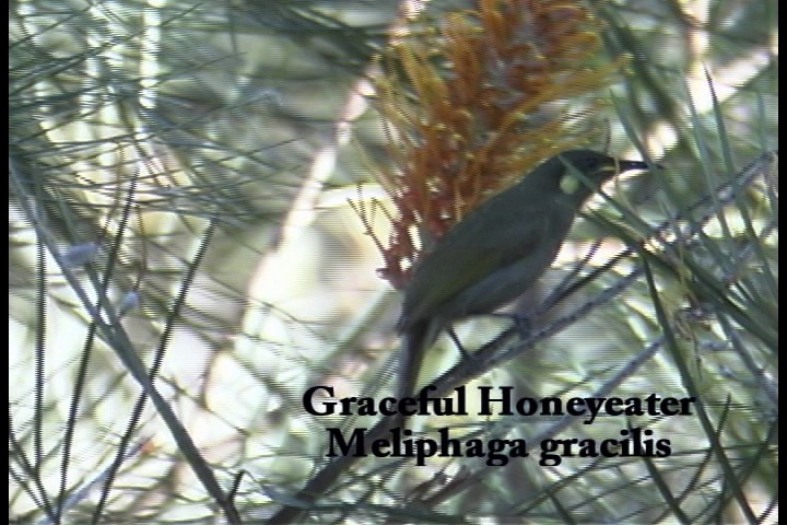 Honeyeater, Graceful 1