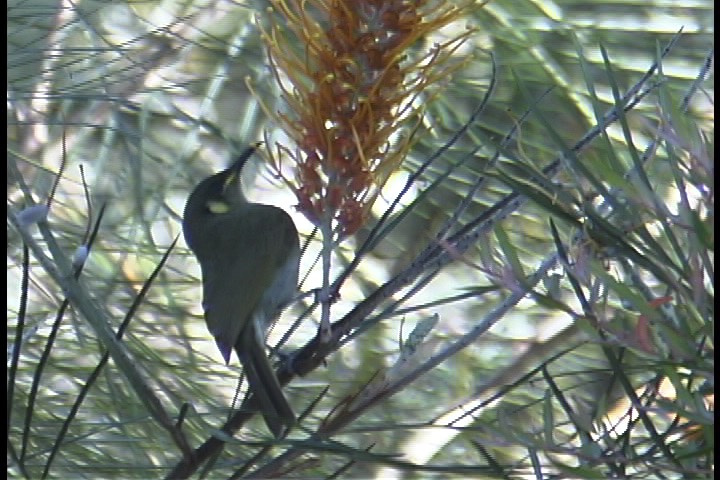 Honeyeater, Graceful 2