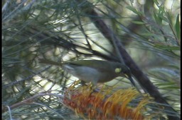 Honeyeater, Graceful 3