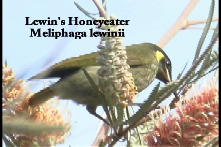 Honeyeater, Lewin's 1