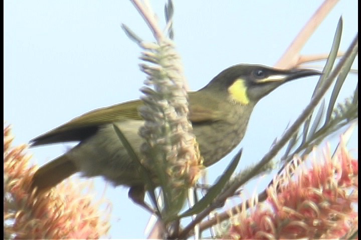 Honeyeater, Lewin's 2