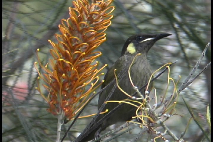 Honeyeater, Lewin's 3