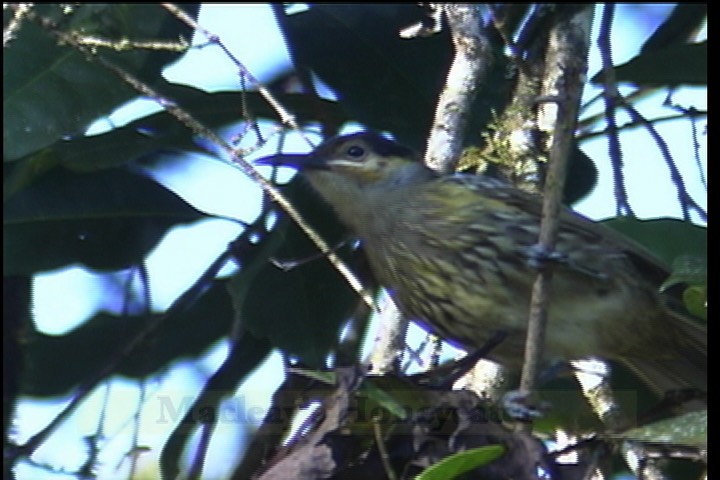 Honeyeater, MacLeay's 1