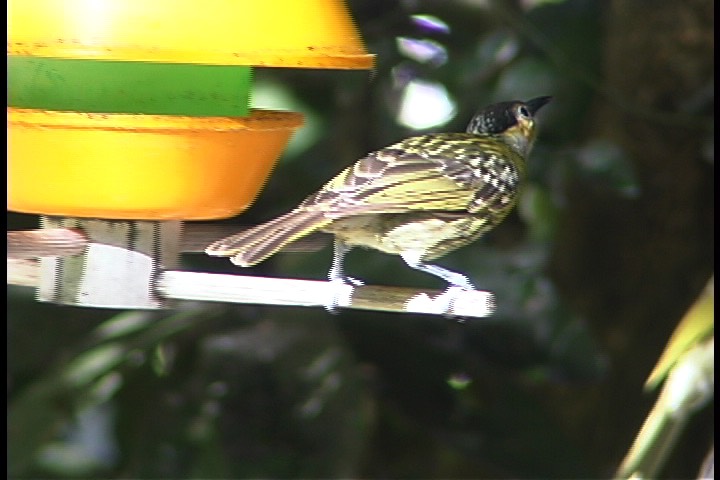 Honeyeater, McLeays 10