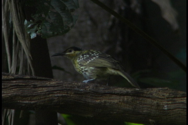 Honeyeater, McLeays 11