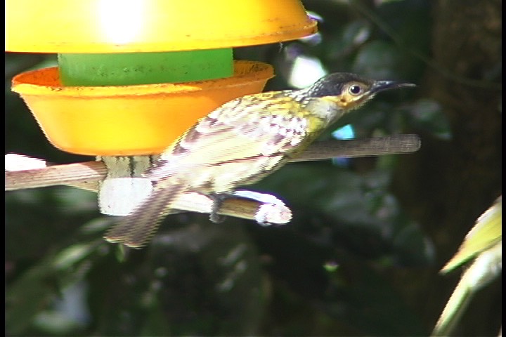 Honeyeater, McLeays 12