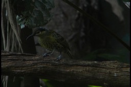 Honeyeater, McLeays 13