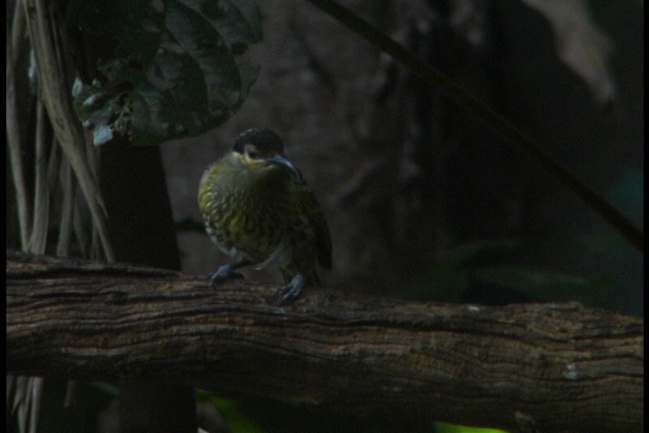 Honeyeater, Mcleays 14