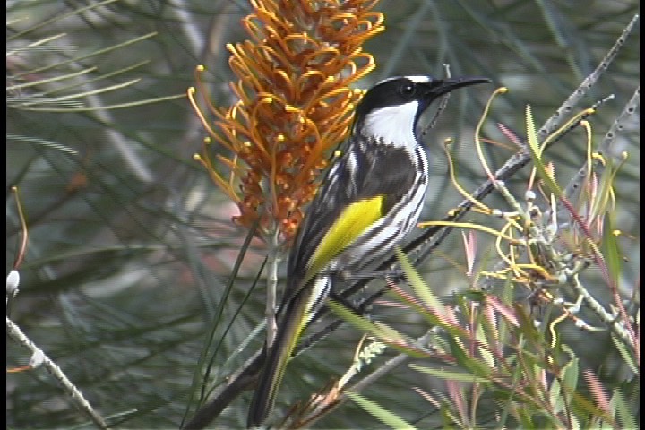 Honeyeater, White-cheeked 1