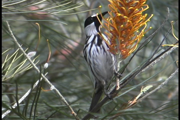 Honeyeater, White-cheeked 2