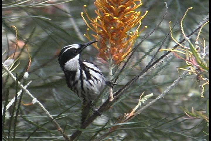 Honeyeater, White-cheeked 3