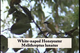 Honeyeater, White-naped 1