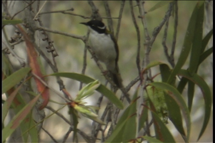 Honeyeater, White-throated 1