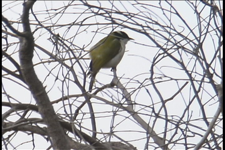 Honeyeater, White-throated 2