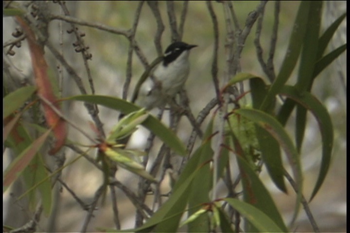 Honeyeater, White-throated 3