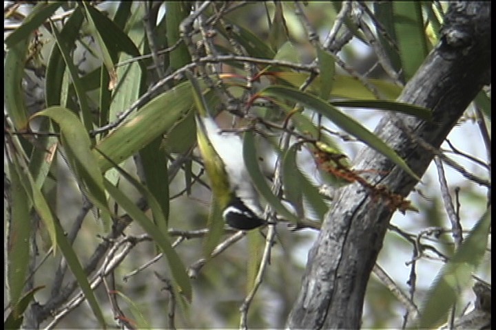 Honeyeater, White-throated 4