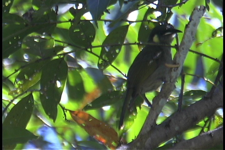 Honeyeater, Yellow-spotted 1