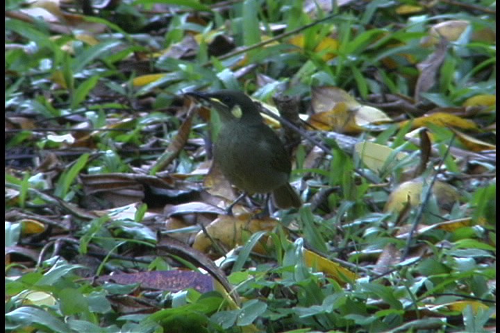 Honeyeater, Yellow-spotted 2