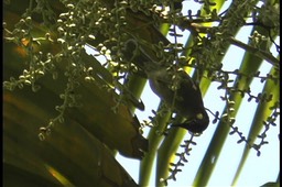 Honeyeater, Yellow-spotted 3