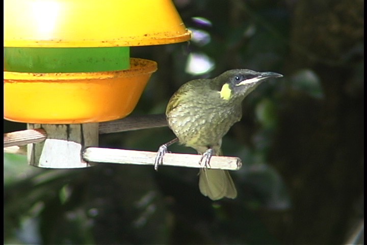 Honeyeater, Yellow-spotted 4