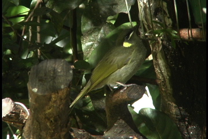 Honeyeater, Yellow-spotted 5