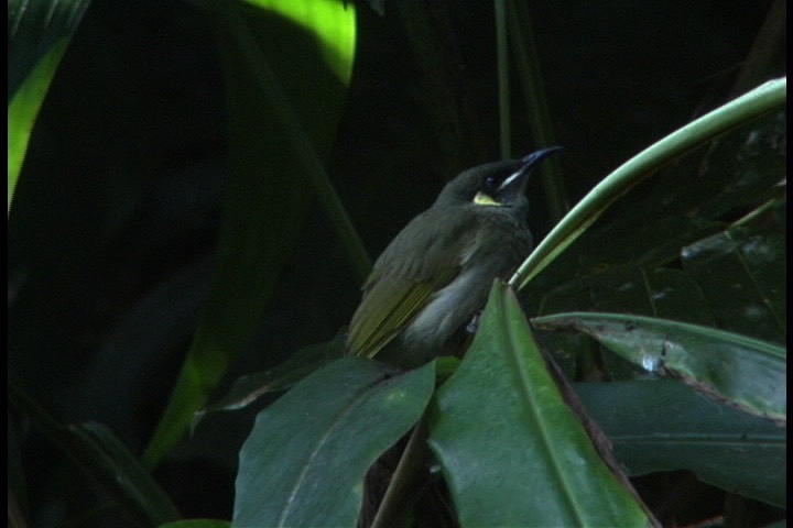 Honeyeater, Yellow-spotted 6