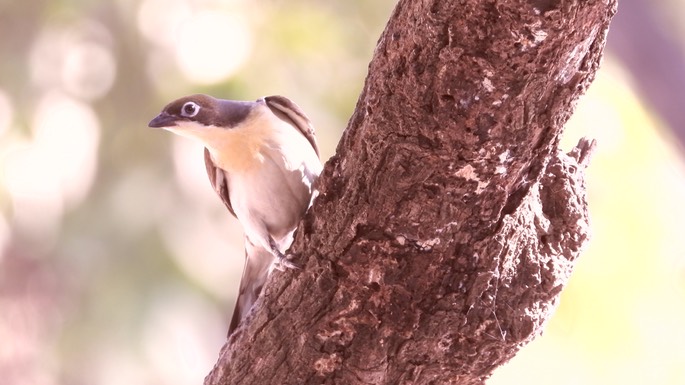 Honeyguide, Greater - Senegal 2