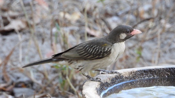 Honeyguide, Greater - Senegal 3