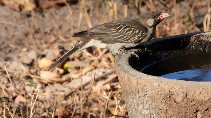 Honeyguide, Greater - Senegal 6