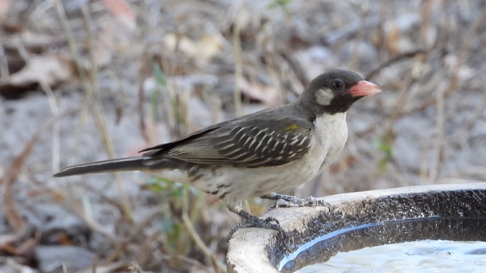 Honeyguide, Greater - Senegal 1