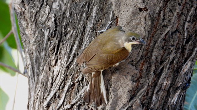 Honeyguide, Greater - Senegal 5