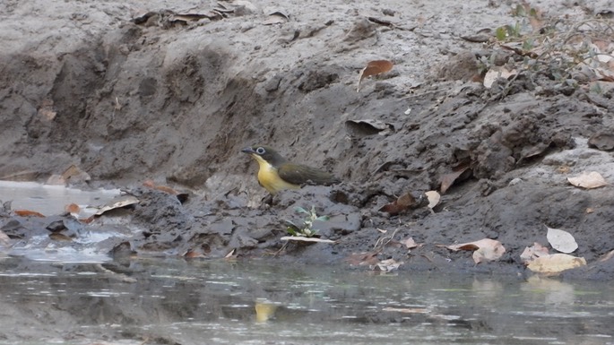 Honeyguide, Greater - Senegal 4