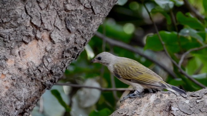 Honeyguide, Lesser