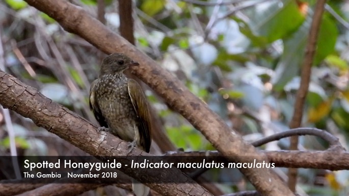 Honeyguide, Spotted 1