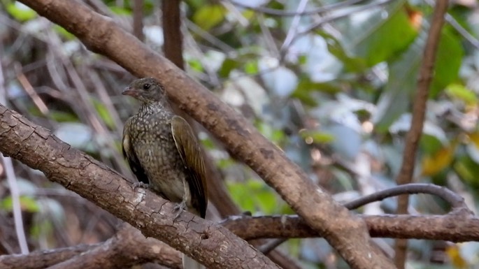 Honeyguide, Spotted 2