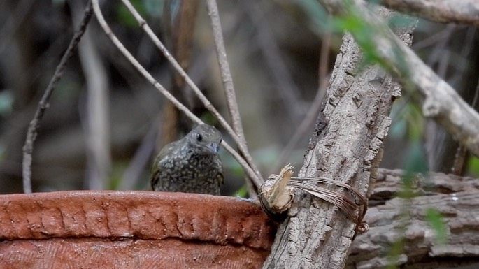 Honeyguide, Spotted 3