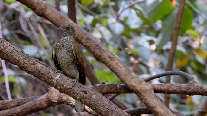 Honeyguide, Spotted 5