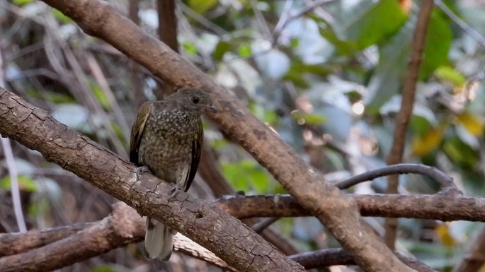 Honeyguide, Spotted 6