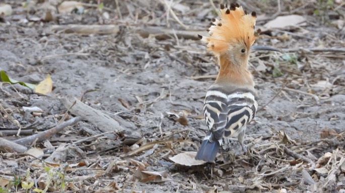 Hoopoe - Senegal 1