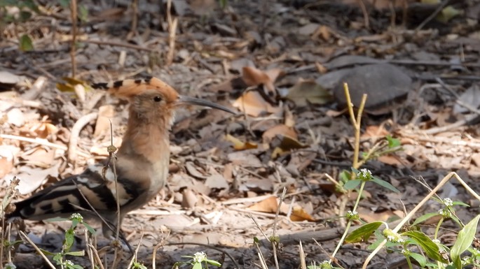 Hoopoe - Senegal 2