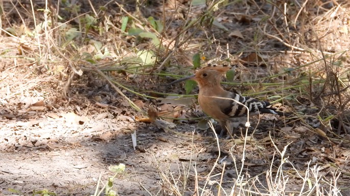 Hoopoe - Senegal 3